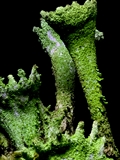 Cladonia fimbriata (Trompeten-Becherflechte)